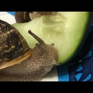 Meet your Posher, Elliott